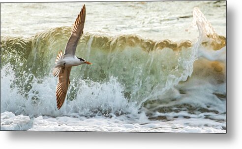 Seagull Metal Print featuring the photograph Fishing the Surf by Don Durfee