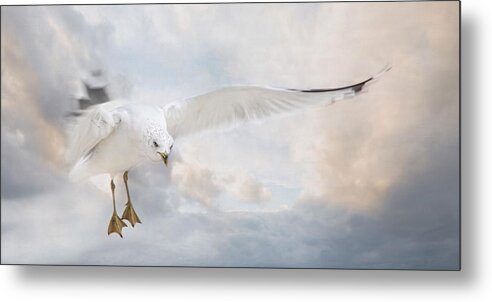 Seagull Metal Print featuring the photograph Free to Fly by Robin-Lee Vieira