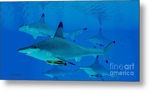 Hammerhead Shark Metal Print featuring the painting Hammerhead Sharks by Corey Ford