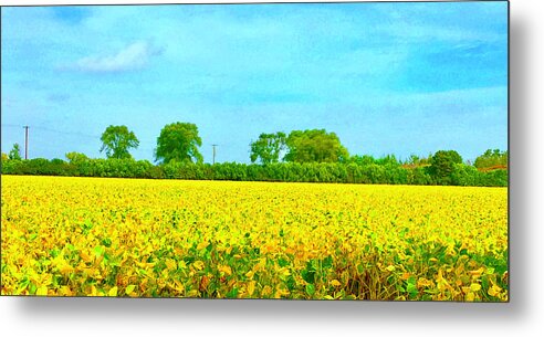 Yellow Field Metal Print featuring the photograph Heavenly Field by Rod Whyte