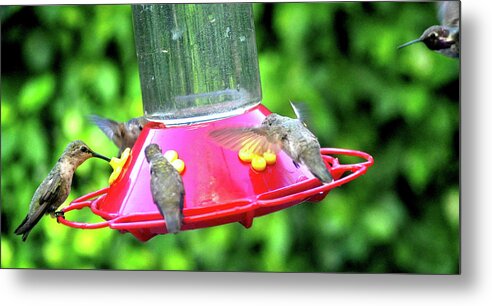 Animal Metal Print featuring the photograph Hummingbird Lunch Time by Jay Milo