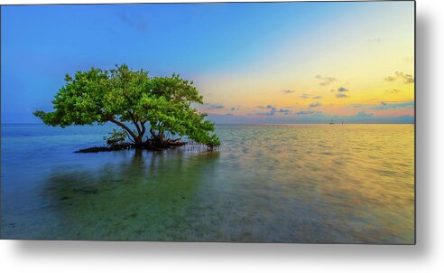 Mangrove Metal Print featuring the photograph Isolation by Chad Dutson