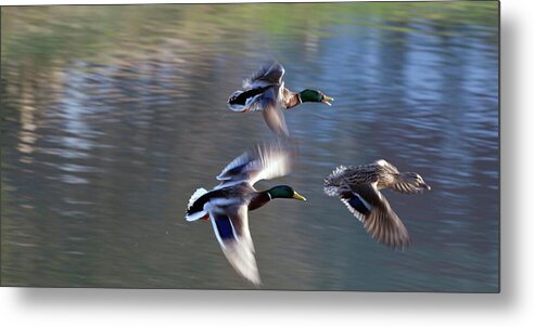 Wild Ducks Metal Print featuring the photograph Ladies first by Tatiana Travelways