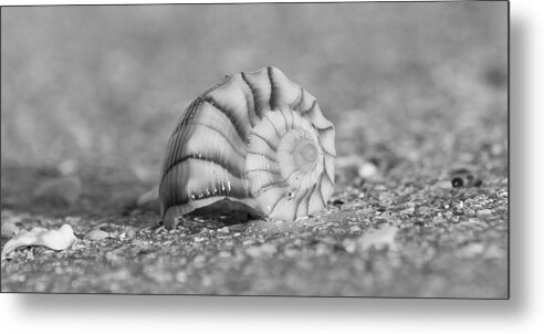 Southwest Metal Print featuring the photograph Lightning Whelk by Sean Allen