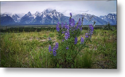 Lupine Beauty Metal Print featuring the photograph Lupine Beauty by Chad Dutson