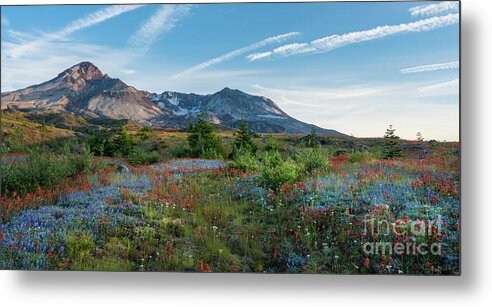 Mount St Helens Metal Print featuring the photograph Mount St Helens Glorious Field of Spring Wildflowers Wider by Mike Reid