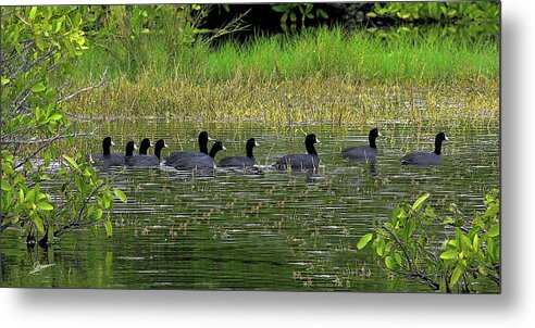 Nature Metal Print featuring the photograph Parade of the Coots by Phil Jensen