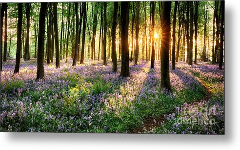 Flower Metal Print featuring the photograph English bluebell woodland path by Simon Bratt