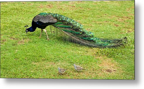 Peacock Metal Print featuring the photograph Peacock and Birdies having a snack by Barbara Zahno