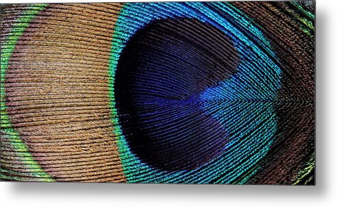 Kj Swan Feathers Metal Print featuring the photograph Peacock Weave by KJ Swan