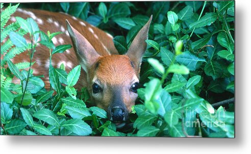 Fawn Metal Print featuring the photograph Playing Peekaboo by Sandra Bronstein