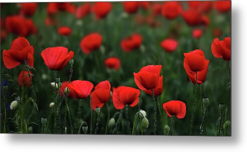 Agriculture Metal Print featuring the photograph Poppies by Bess Hamiti