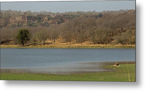 2017 Metal Print featuring the photograph Ranthambore National Park by Jean-Luc Baron
