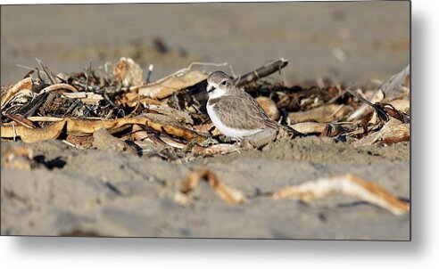Animals Metal Print featuring the photograph Sandy Beak -- Snowy Plover on the Beach in Morro Bay, California by Darin Volpe