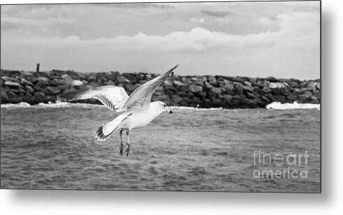 gull' Metal Print featuring the photograph Seagull Wings Over Water Black White Art by Al Nolan