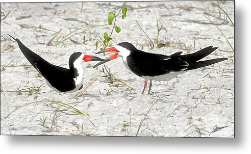 Nature Metal Print featuring the photograph Skimmer Talk by Phil Jensen