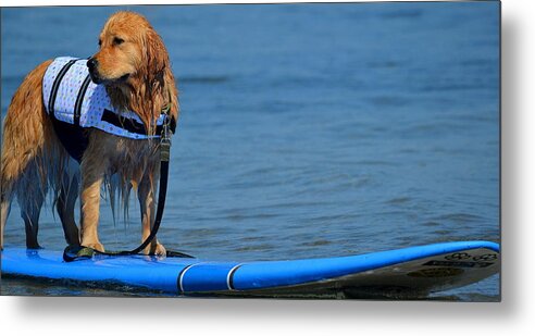 Golden Retriever Metal Print featuring the photograph Smooth Waters by Fraida Gutovich