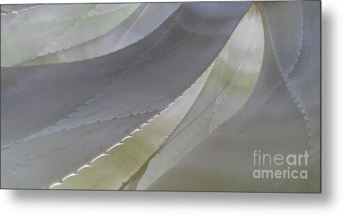 Cool Color Shape Flowing Succulent Metal Print featuring the photograph Succulent Series 1-1 by J Doyne Miller