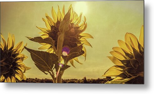 Flowers Metal Print featuring the photograph Sunflowers at Sunrise by Garry McMichael