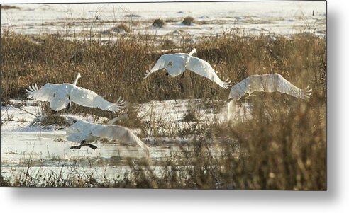 Trumpeter Swans Metal Print featuring the photograph Take Off by Holly Ross