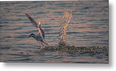 Action Metal Print featuring the digital art The Dive by Jeff S PhotoArt