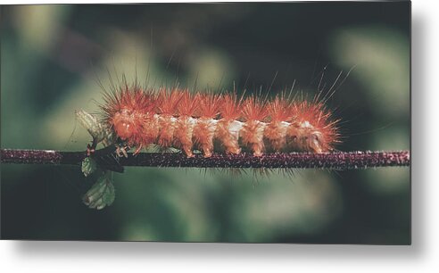 Caterpillar Metal Print featuring the photograph The Long Stride by Mountain Dreams