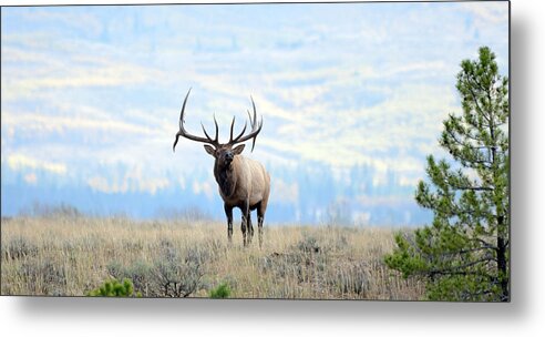 Rocky Mountain Elk Metal Print featuring the photograph The Monarch by Whispering Peaks Photography