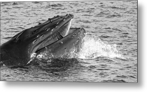 The One That Got Away Metal Print featuring the photograph The One That Got Away -- Humpback Whale at Avila Beach, California by Darin Volpe
