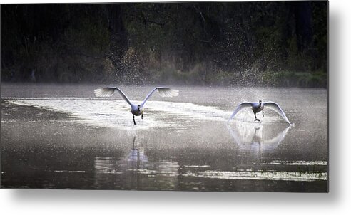 Trumpter Swans Metal Print featuring the photograph Trumpeter Swans Taking Off at Mill Pond by Michael Dougherty