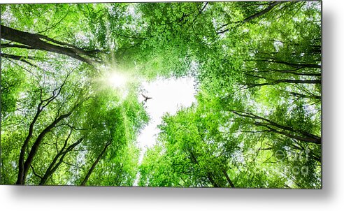 Tree Metal Print featuring the photograph View through tree canopy with bird soaring by Simon Bratt