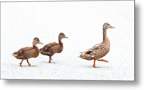 Ducks Metal Print featuring the photograph Walk This Way by Jeff Cooper
