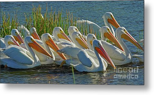 Pelican Metal Print featuring the photograph White Pelican Sun Party by Larry Nieland
