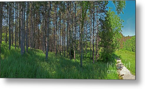 Wingate Metal Print featuring the photograph Wingate Prairie Veteran Acres Park Pines Crystal Lake IL by Tom Jelen