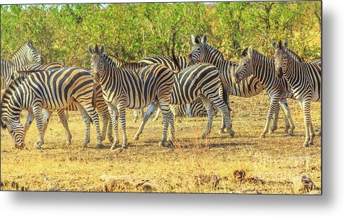 Zebras Metal Print featuring the photograph Group of zebras lined #2 by Benny Marty