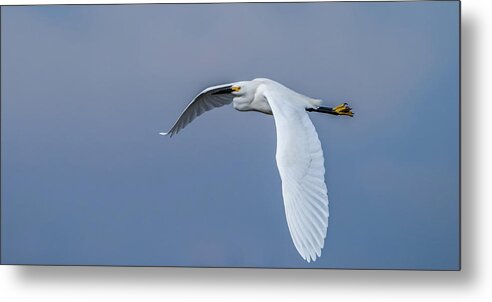 Egret Metal Print featuring the photograph Egret Wings Over Idaho by Yeates Photography