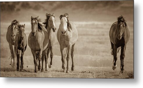 Wild Horses Metal Print featuring the photograph Free family 2 by Mary Hone