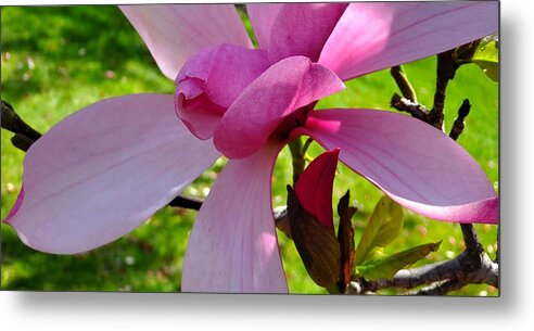 Magnolia Metal Print featuring the photograph Magnolia by Jean Evans