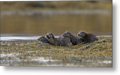 Otter Metal Print featuring the photograph Otter Family At Dusk by Pete Walkden