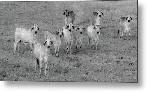 Tennessee Metal Print featuring the photograph Please Tell Me You Brought Breakfast, Infrared by Marcy Wielfaert