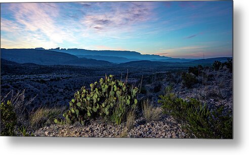 Cactus Metal Print featuring the photograph Prickly Sunrise by David Morefield