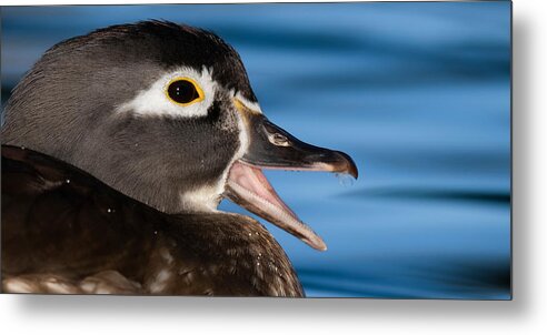 Wood Duck Metal Print featuring the photograph The Female Wood Duck by Paul Martin