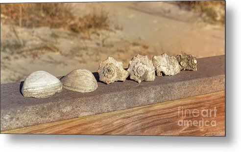 Beach Metal Print featuring the photograph The Shell Collection by Kathy Baccari
