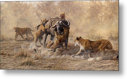 Paintings Metal Print featuring the painting The Take Down - Lions Attacking Cape Buffalo by Alan M Hunt