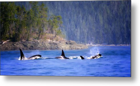 Orca Whales Metal Print featuring the painting Triple Play - Orca Whales by Jeanette Mahoney