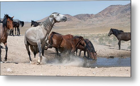 Stallion Metal Print featuring the photograph Wait Your Turn. by Paul Martin