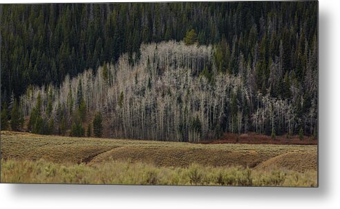 Trees Metal Print featuring the photograph White aspen trees, Wyoming by Julieta Belmont