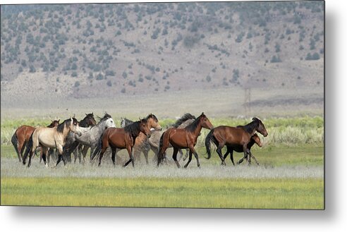 Horses Metal Print featuring the photograph Running Wild #2 by Cheryl Strahl