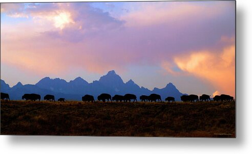 Bison Metal Print featuring the photograph Bison March by Patrick J Osborne