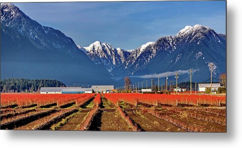 Alex Lyubar Metal Print featuring the photograph Blueberry plantation in a mountain valley by Alex Lyubar