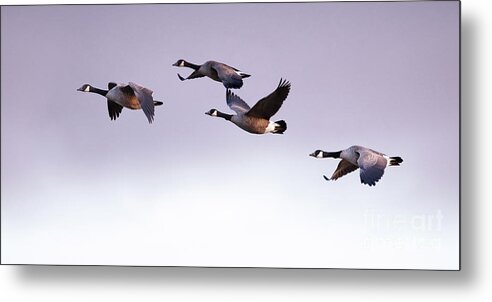 Canada Geese Metal Print featuring the photograph Canada Geese in Flight by Rehna George